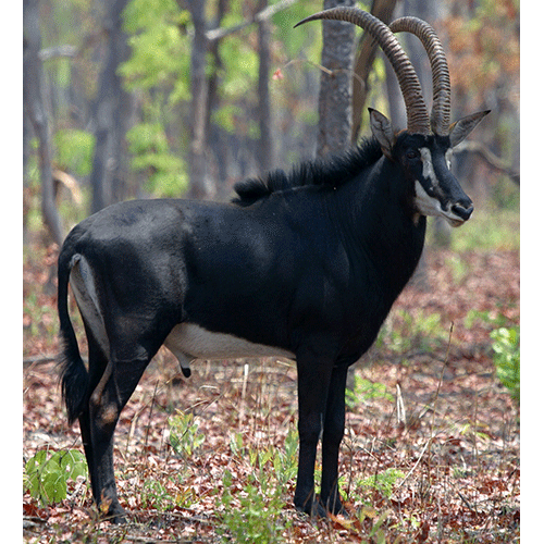 Род Лошадиные антилопы / Саблерогие антилопы фото
