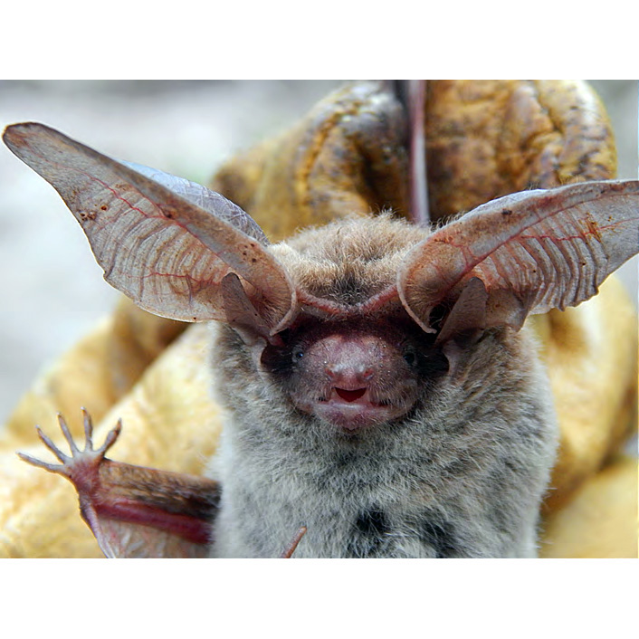 Thomas's Big Eared Brown Bat (Histiotus laephotis) Фото №2