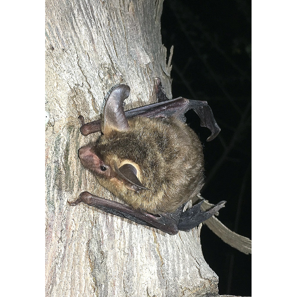 Southern Big Eared Brown Bat (Histiotus magellanicus) Фото №2