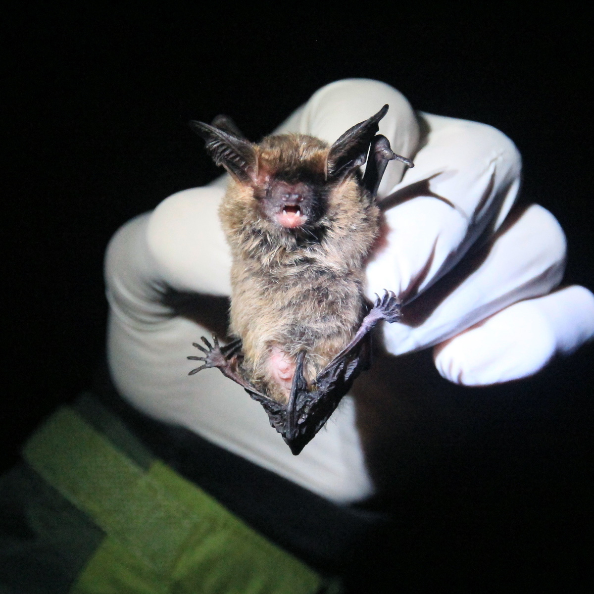 Southern Big Eared Brown Bat (Histiotus magellanicus) Фото №4