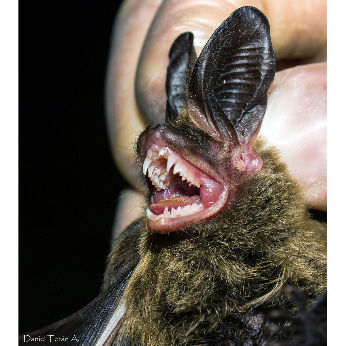 Southern Big Eared Brown Bat (Histiotus magellanicus) Фото №5