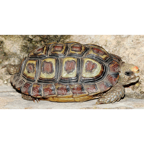  Род Плоскотелые черепахи  фото