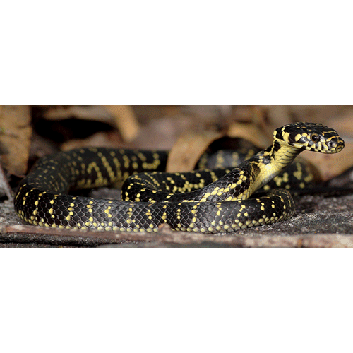  Род Широкоголовые змеи  фото