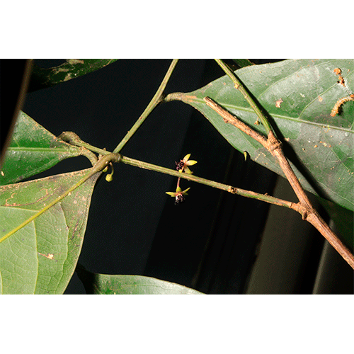 Семейство Huaceae фото