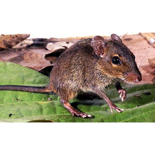Род Однополосые мыши  фото