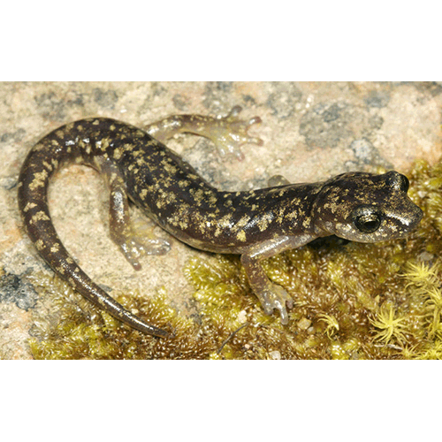  Род Американские пещерные саламандры  фото