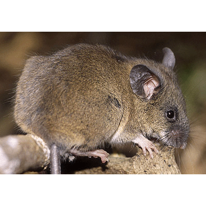 Род Африканские лесные мыши  фото