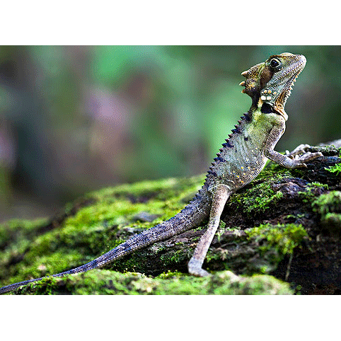  Род Австрало-новогвинейские лесные драконы  фото