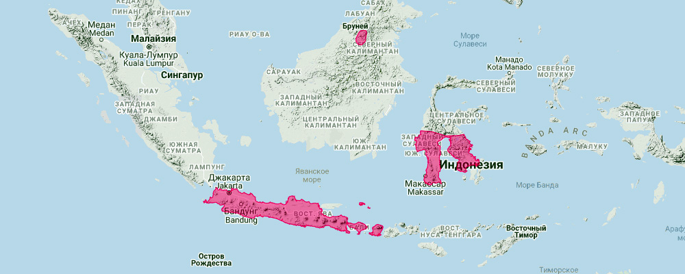 Индонезийский нетопырь (Hypsugo imbricatus) Ареал обитания на карте