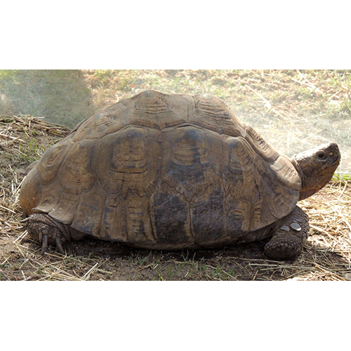  Род Индийские сухопутные черепахи  фото