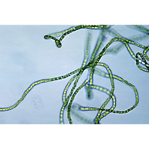 Отряд Клебсормидиевые водоросли фото