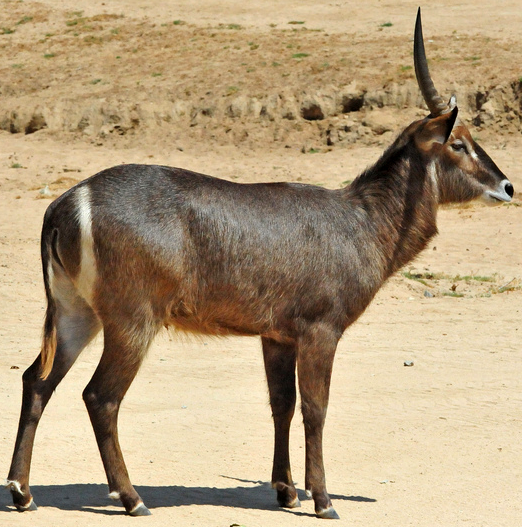 Болотный козел. Африканский козел Kobus. Личи козел водяной. Обыкновенный водяной козёл. Болотный козёл.