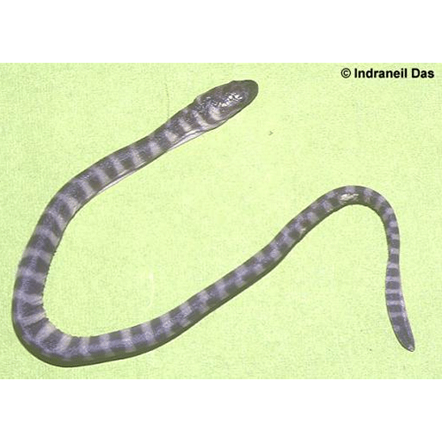 Род Большеголовые морские змеи  фото