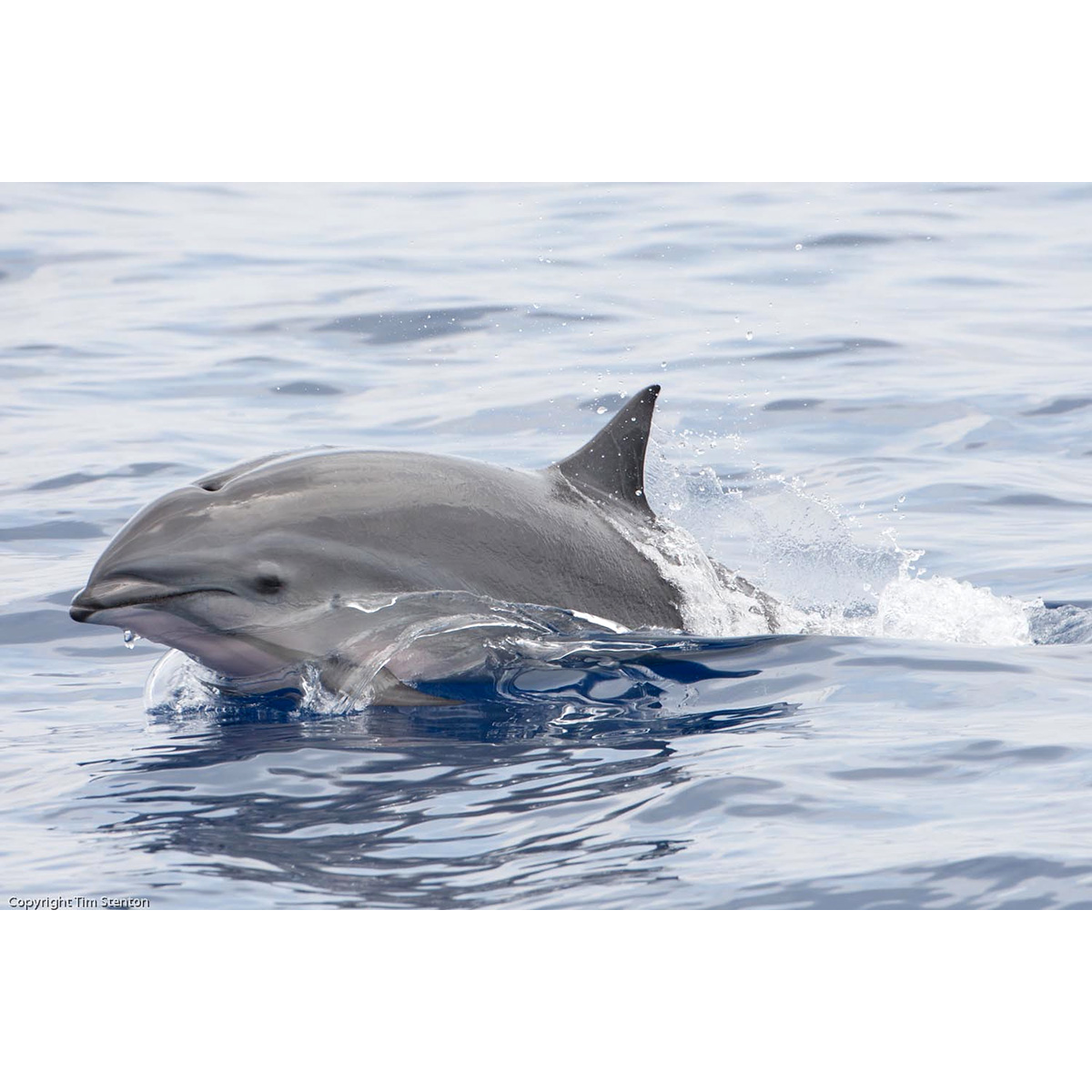 Гренландский Дельфин