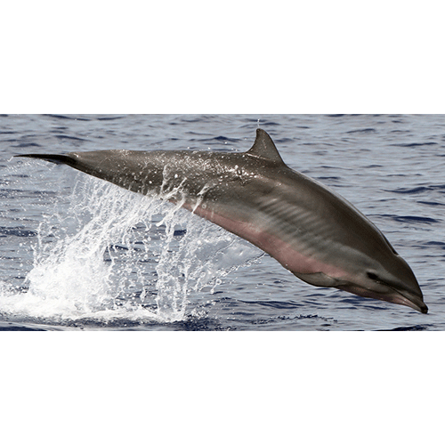 Род Малайзийские дельфины  фото