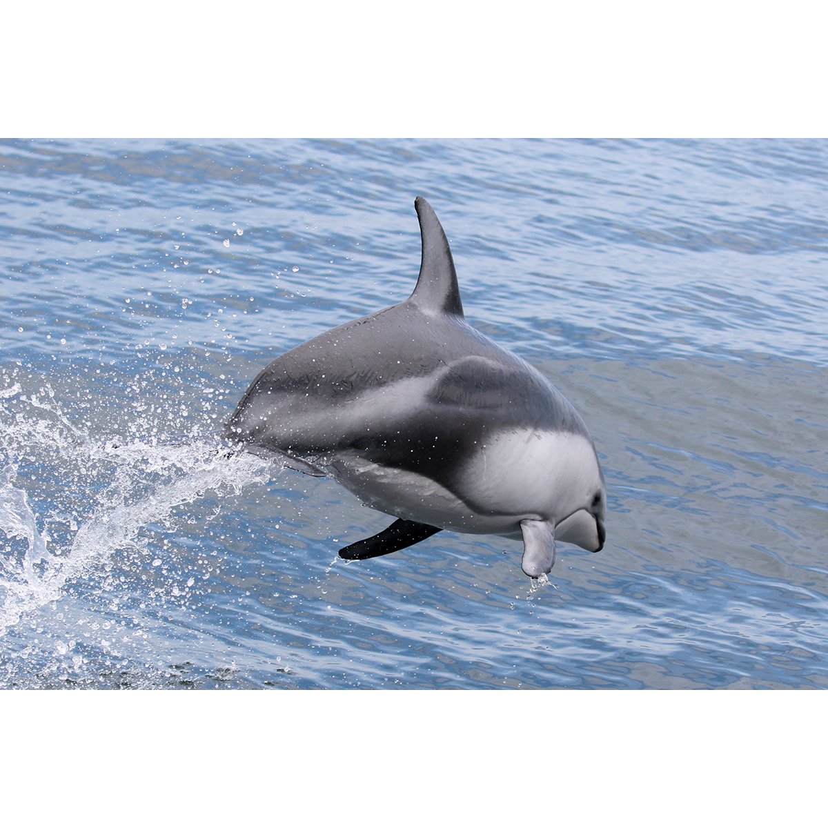 Тихоокеанский белобокий Дельфин