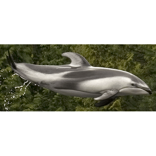 Род Короткоголовые дельфины  фото