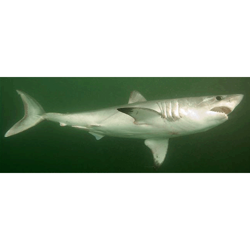  Род Сельдевые акулы  фото