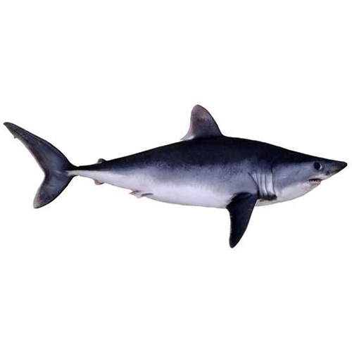 Семейство Сельдевые акулы / Ламновые акулы  фото
