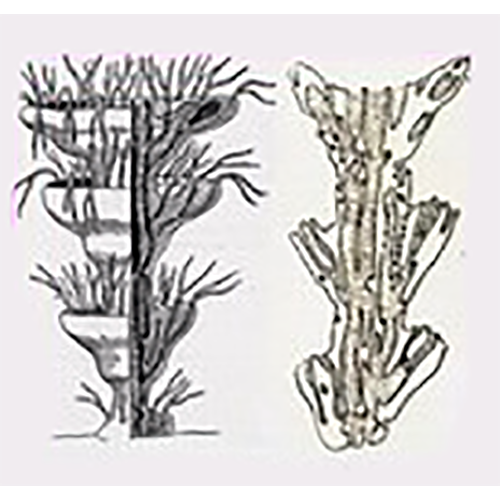 Семейство Lanciculaceae фото