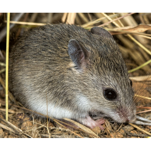 Род Австралийские мыши  фото