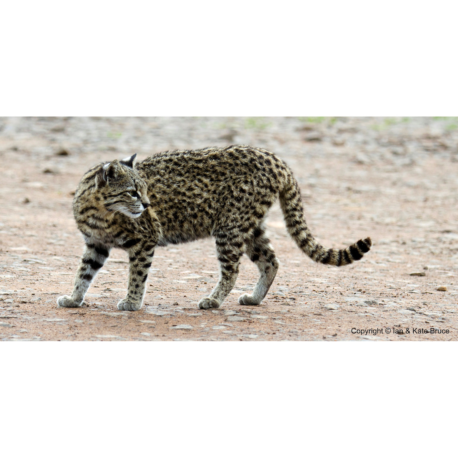 Leopardus geoffroyi на марках