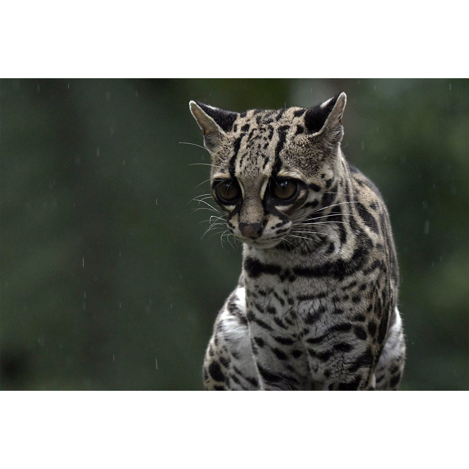 Leopardus wiedii Margay