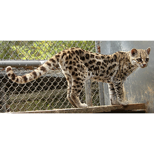 Род Южноамериканские кошки / Тигровые кошки  фото