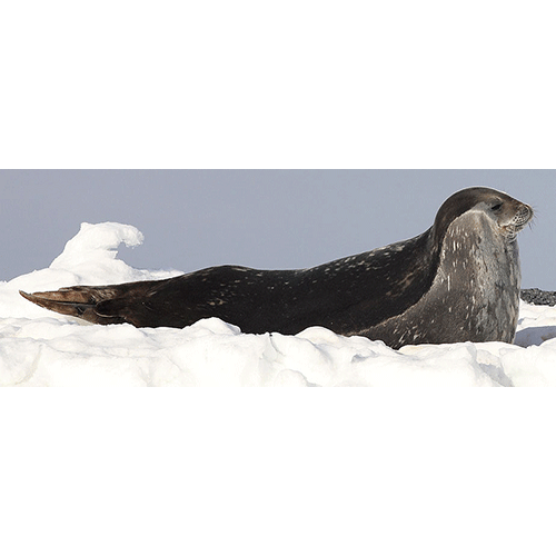 Род Тюлени Уэддела  фото