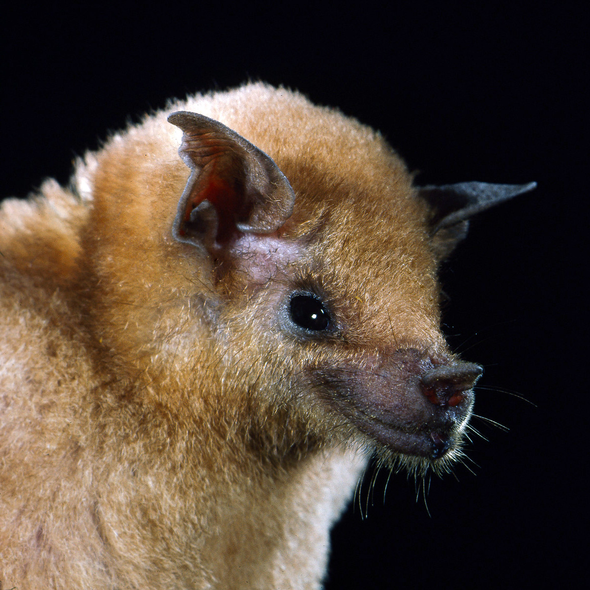 Lesser Long-nosed Bat (Leptonycteris yerbabuenae) Фото №10