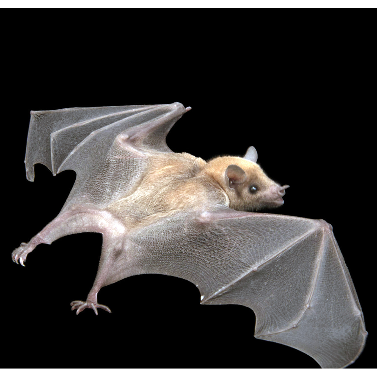 Lesser Long-nosed Bat (Leptonycteris yerbabuenae) Фото №4