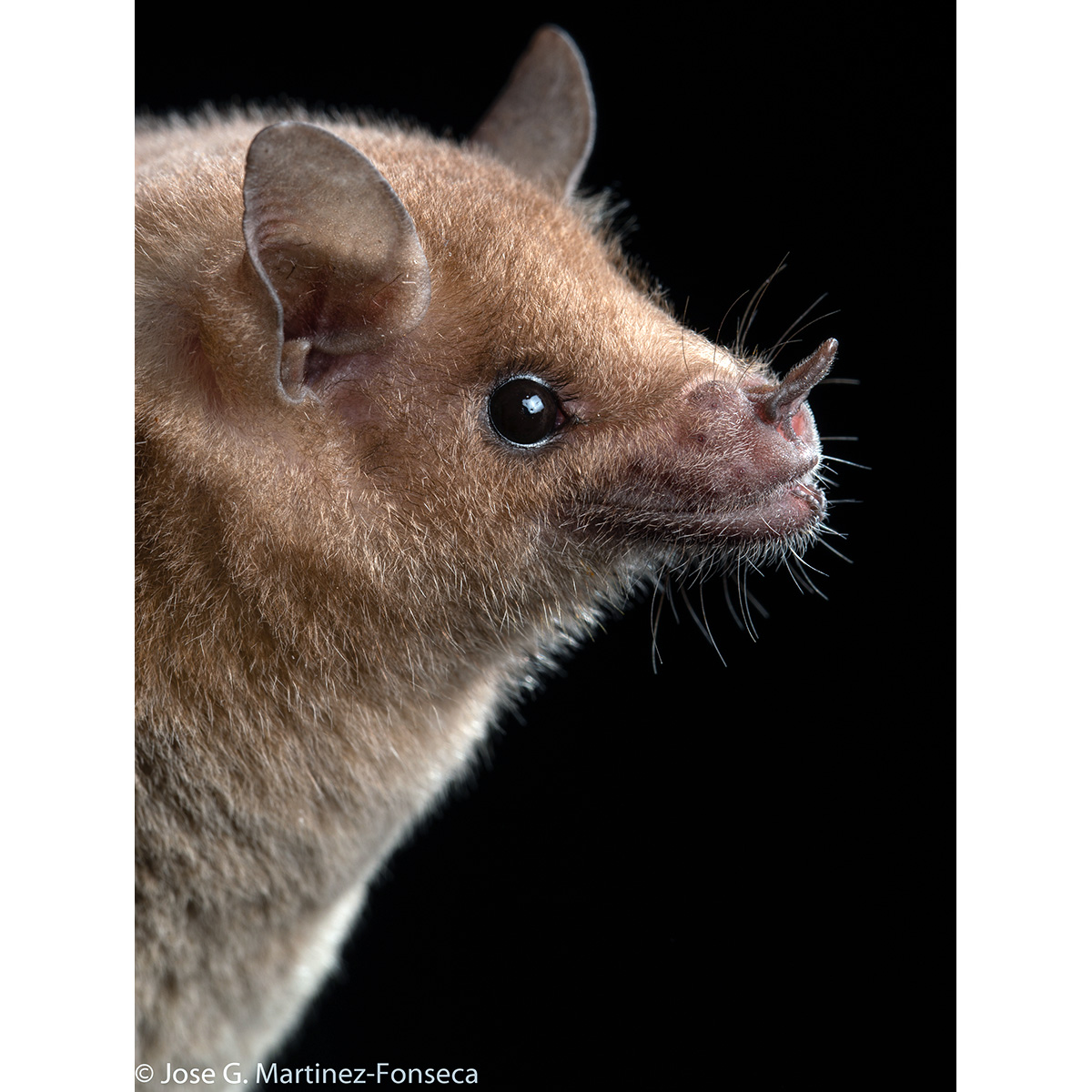 Lesser Long-nosed Bat (Leptonycteris yerbabuenae) Фото №9
