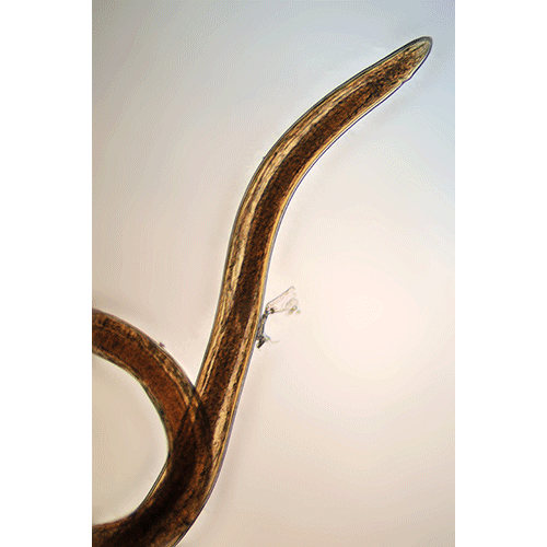 Семейство Leptosomatidae  фото