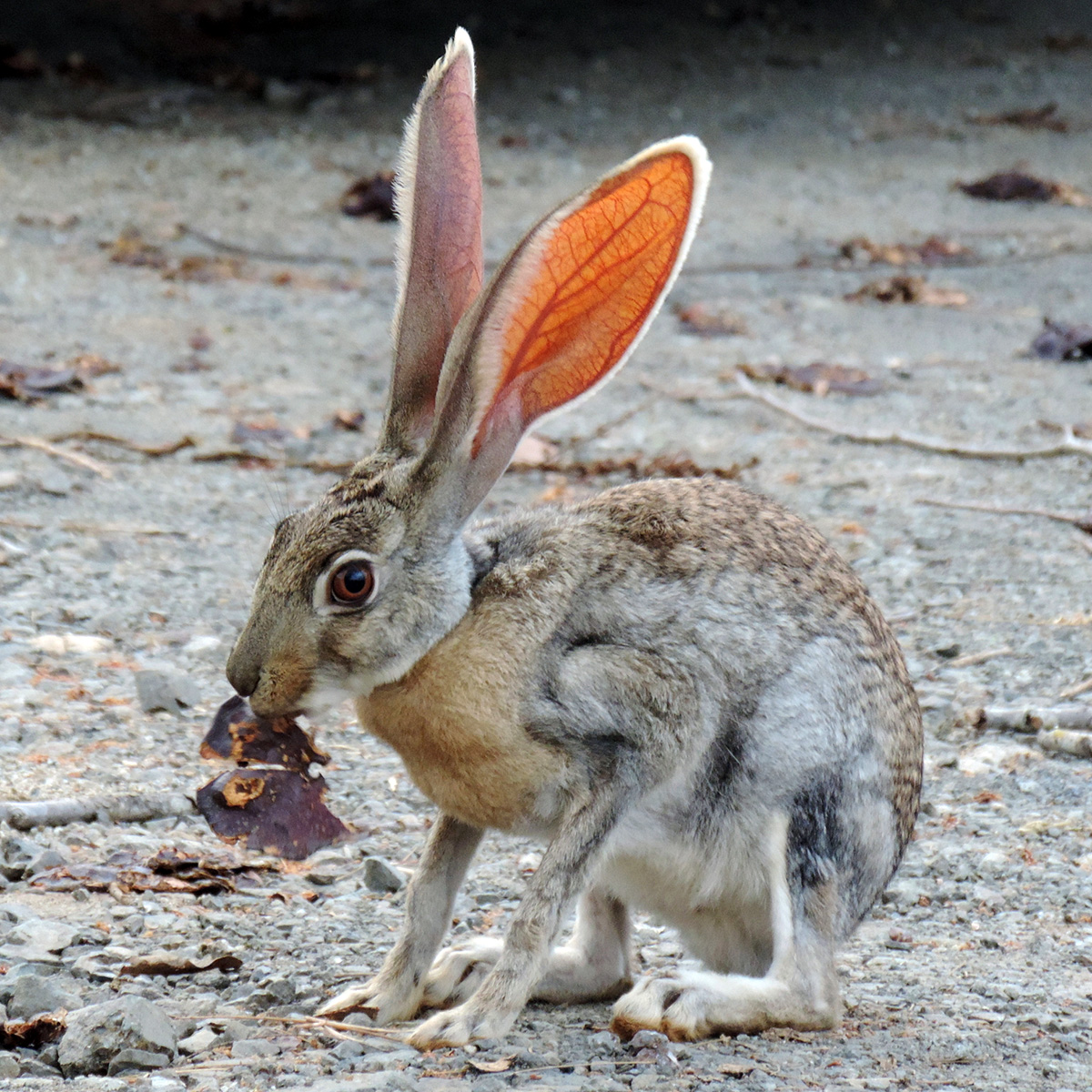 Зайца держат за уши фото