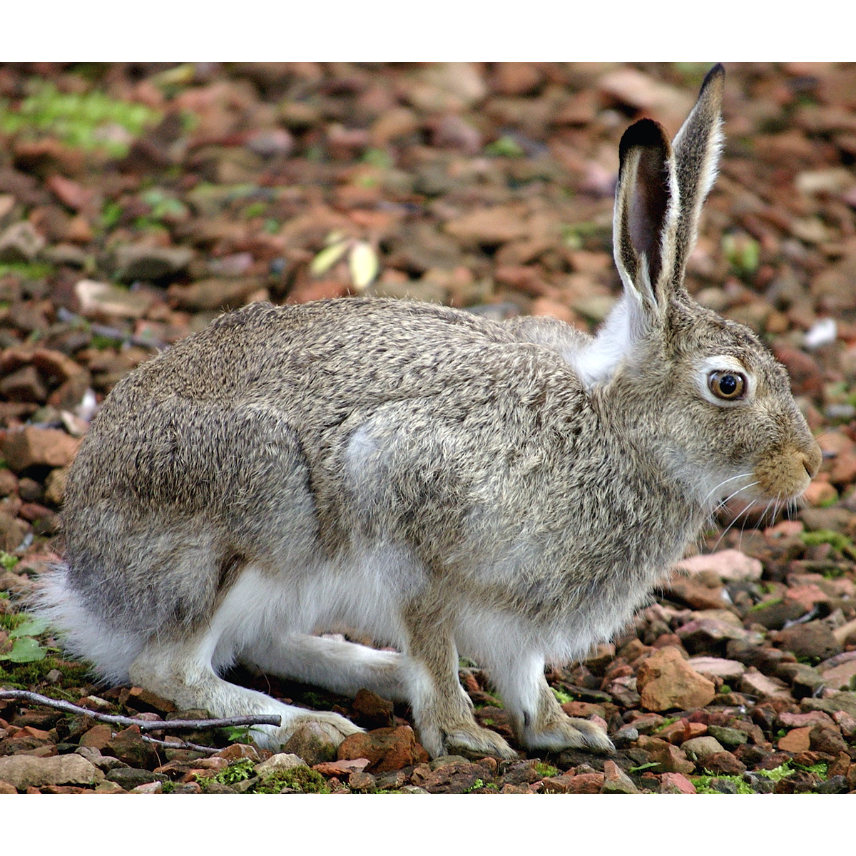 Серый заяц-Русак. Белохвостый заяц. Чернохвостый калифорнийский заяц. Серый Русак. Шерая