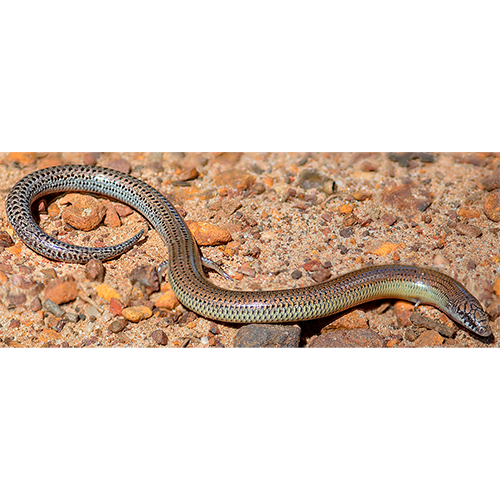  Род Австралийские змееящерицы / Леристы / Родоны  фото