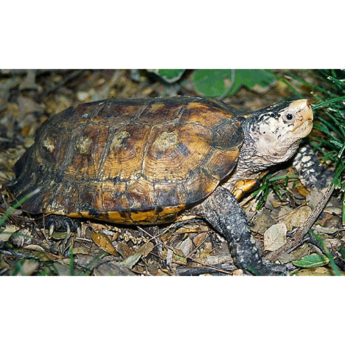  Род Сулавесийские лесные черепахи  фото