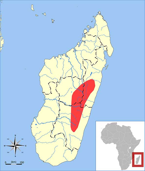 Limnogale mergulus Ареал обитания на карте
