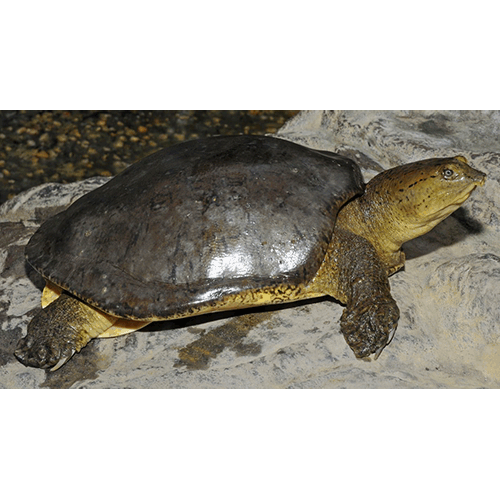  Род Индийские лопастные черепахи  фото