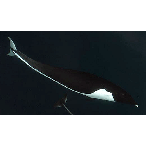 Род Китовидные дельфины  фото