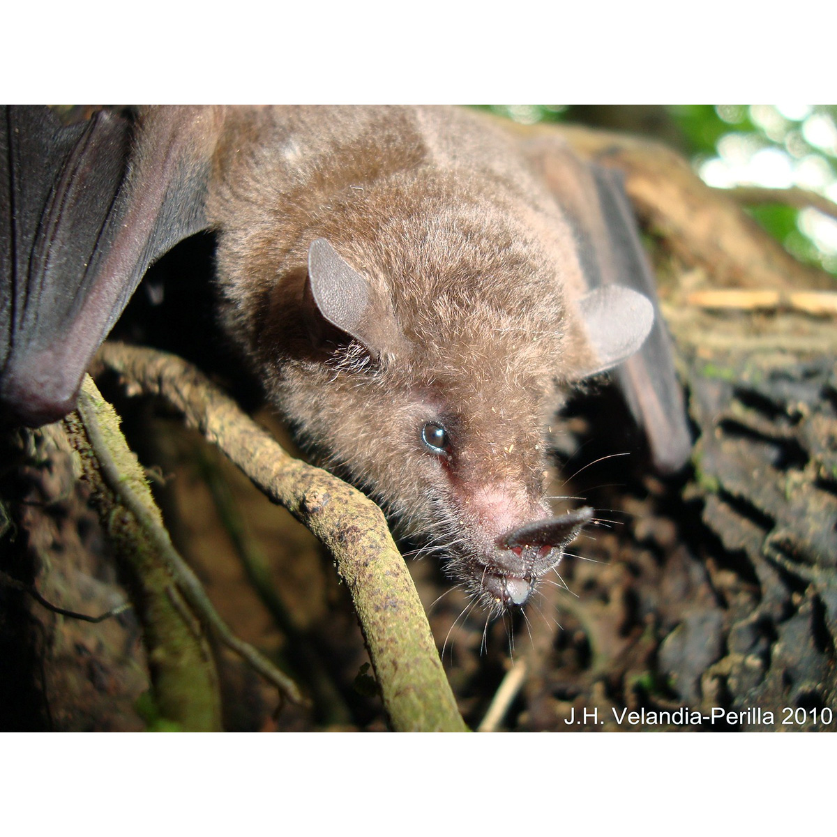 Goldman's Nectar Bat (Lonchophylla concava) Фото №2