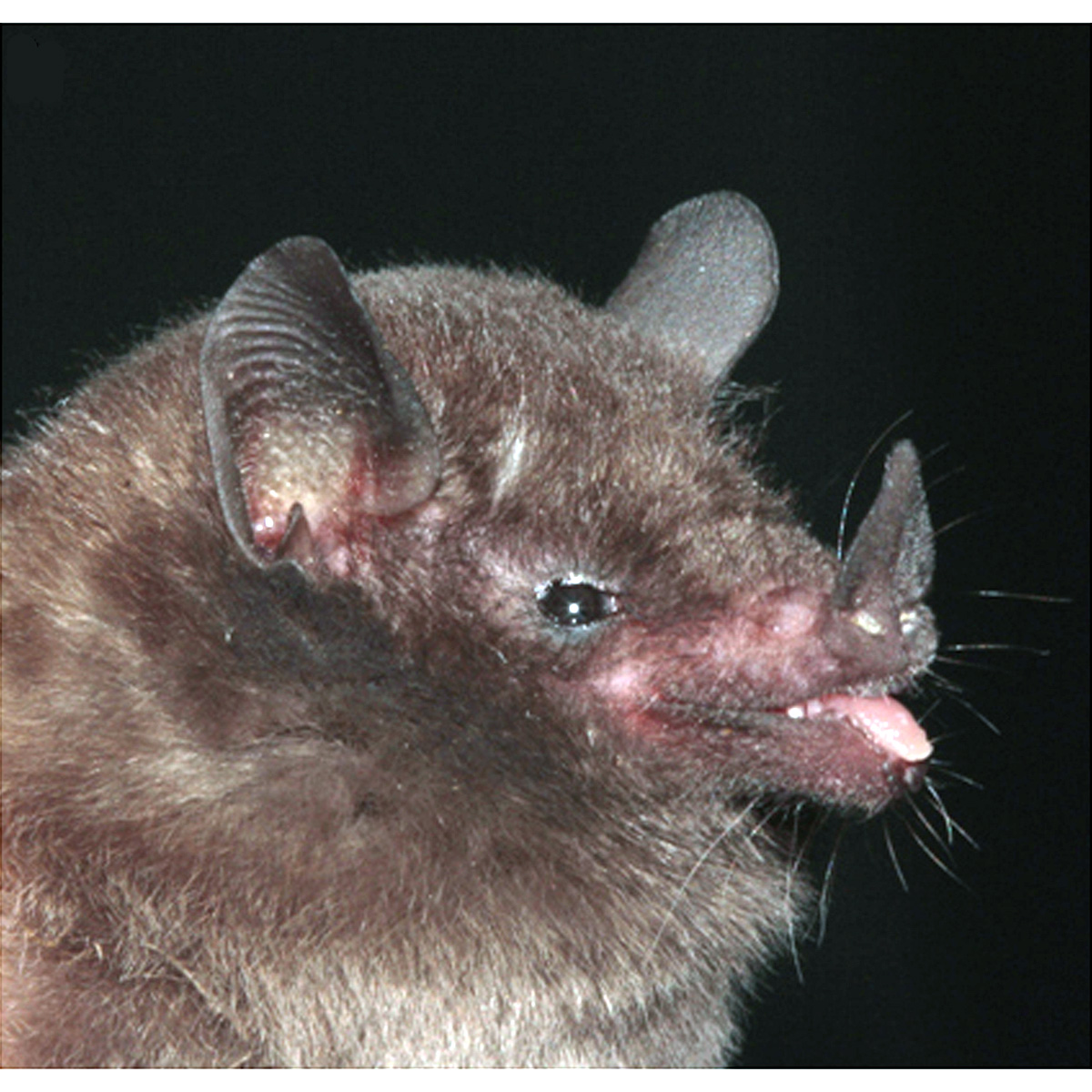 Peracchi's Nectar Bat (Lonchophylla peracchii) Фото №4