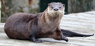 Lontra canadensis pacifica