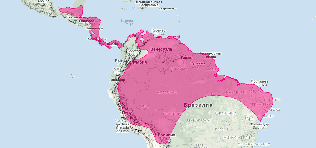 Бразильский круглоухий листонос (Lophostoma brasiliense) Ареал обитания на карте