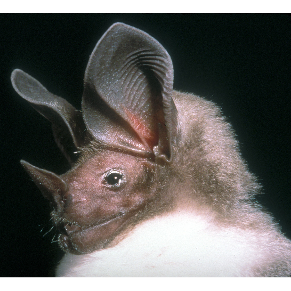 Kalko's Round Eared Bat (Lophostoma kalkoae) Фото №8