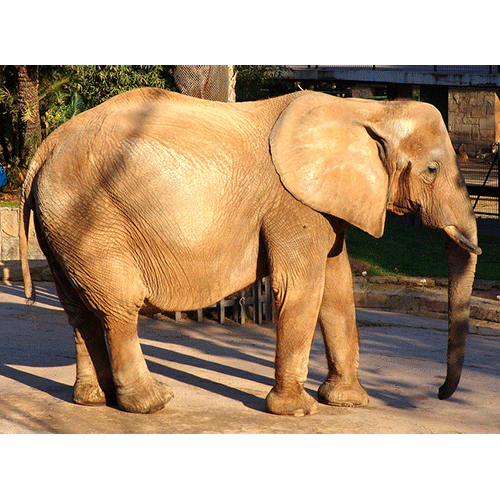 Род Африканские слоны  фото