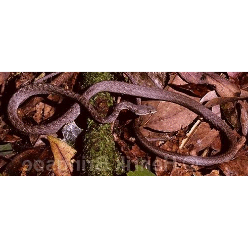  Род Сейшельские волчьи змеи  фото