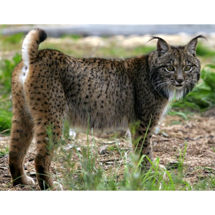 Рыси (Lynx) | LifeCatalog