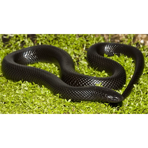  Род Натальские черные змеи / Макроэляпсы  фото