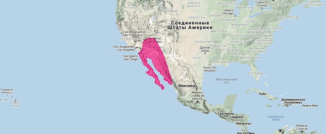 Калифорнийский листонос (Macrotus californicus) Ареал обитания на карте